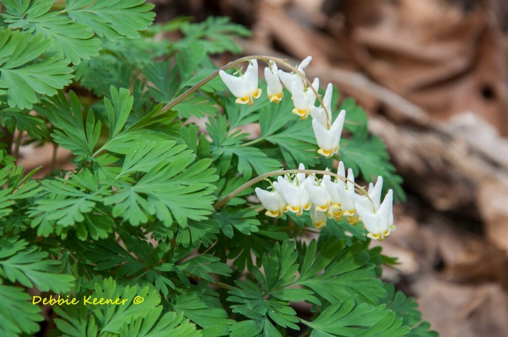 Take a Walk on the Wild Side Nature Hikes - April 9th at St. Albans City Park