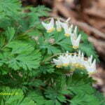 10th Annual Take A Walk On The Wild Side Nature Hike - April 13, 2024 at St. Albans City Park